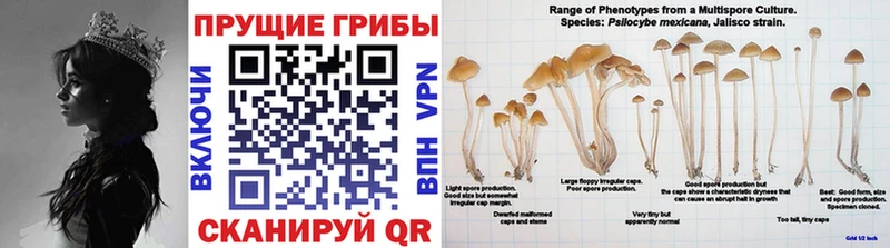 закладки  Алейск  Псилоцибиновые грибы ЛСД 